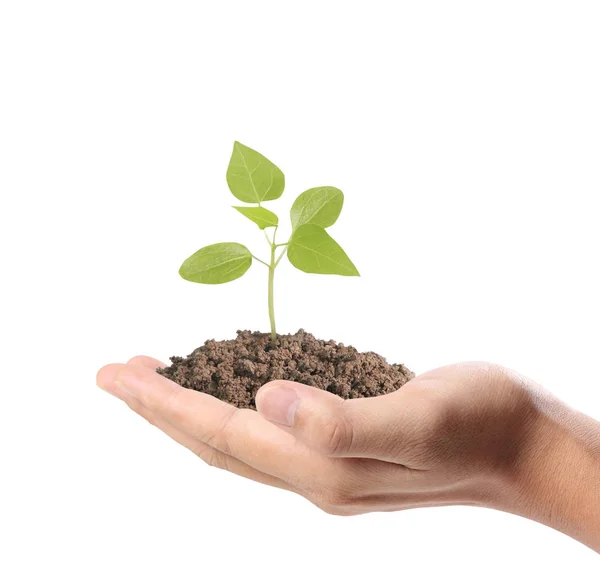 Mãos segurando planta — Fotografia de Stock