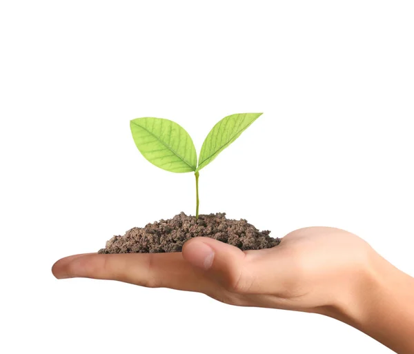 Hands holding plant — Stock Photo, Image