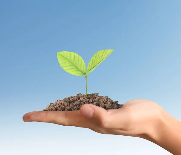 Mãos segurando planta — Fotografia de Stock