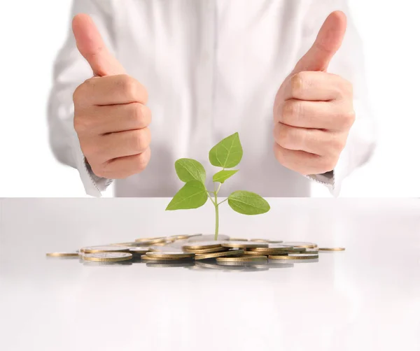 Money plant growing from coins in hand — Stock Photo, Image