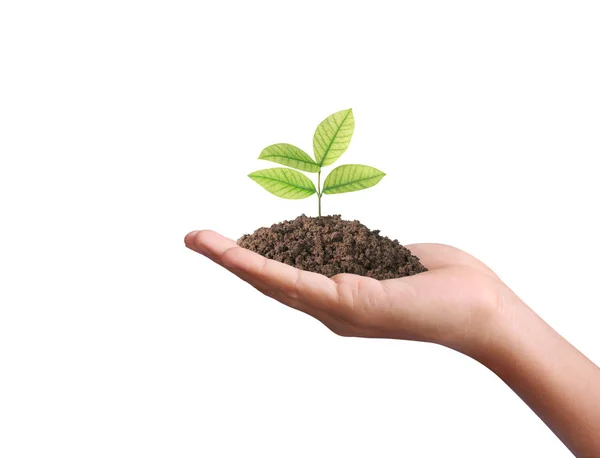 Concept van het kweken van planten in de hand — Stockfoto