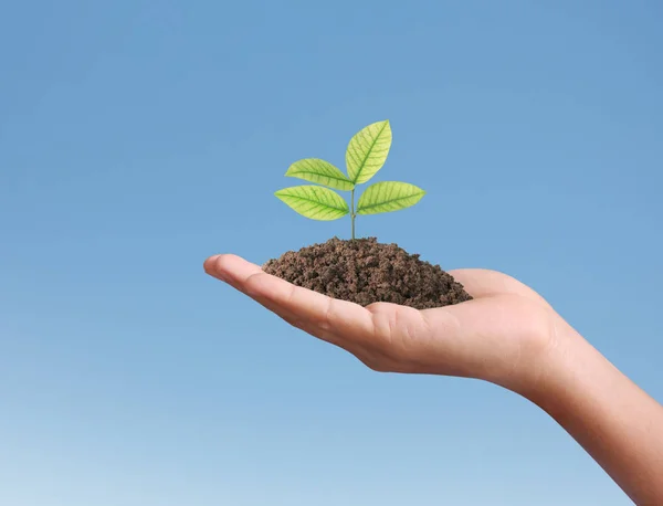 Concept of growing from plant in  hand — Stock Photo, Image