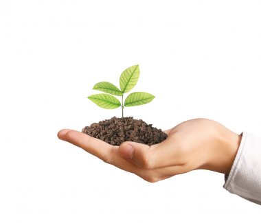 Bitki elinde büyüyen kavramı