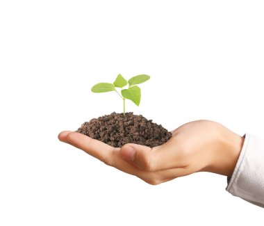 Bitki elinde büyüyen kavramı