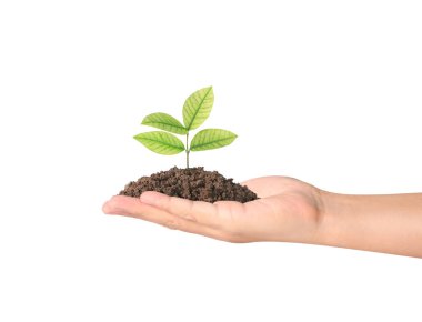 Bitki elinde büyüyen kavramı