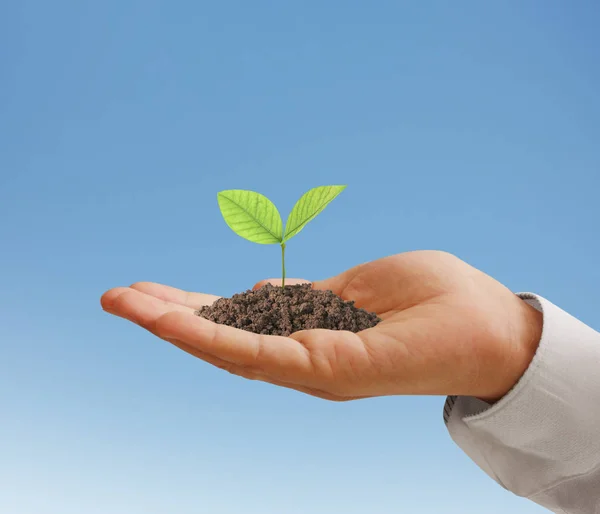 Concept of growing from plant in  hand — Stock Photo, Image