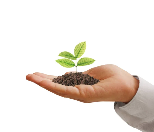 Concept of growing from plant in  hand — Stock Photo, Image