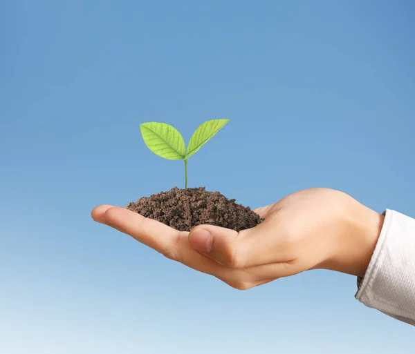 Concept of growing from plant in  hand Stock Photo