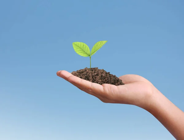 Conceito de crescimento a partir da planta na mão — Fotografia de Stock