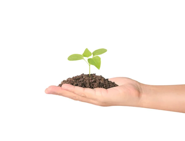 Conceito de crescimento a partir da planta na mão — Fotografia de Stock