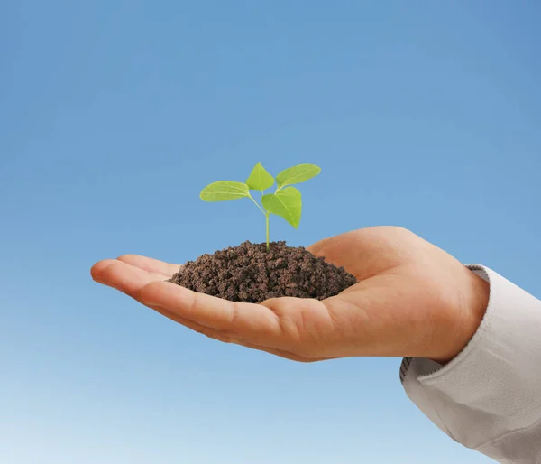 Concept of growing from plant in  hand — Stock Photo, Image