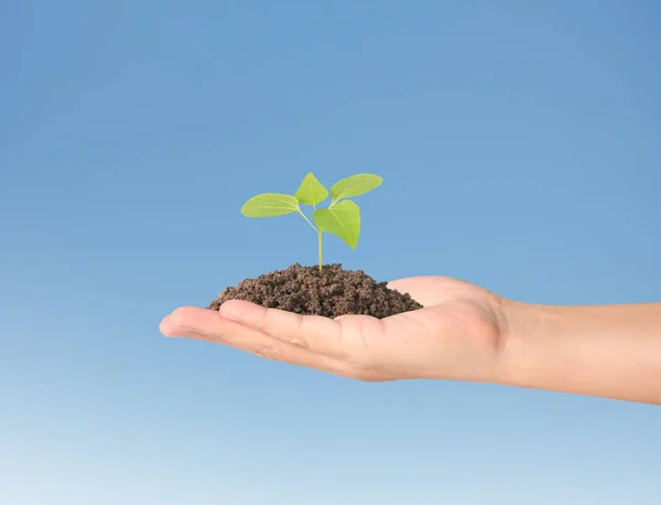 Concept of growing from plant in  hand Stock Image