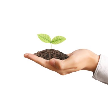 Bitki elinde büyüyen kavramı