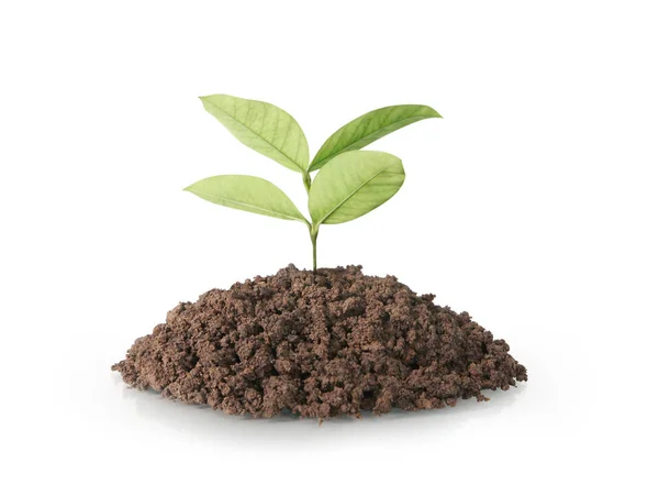 Planta verde árbol de cultivo — Foto de Stock