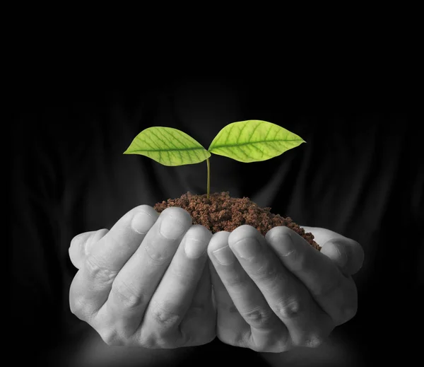 Concept of growing from plant in hand — Stock Photo, Image