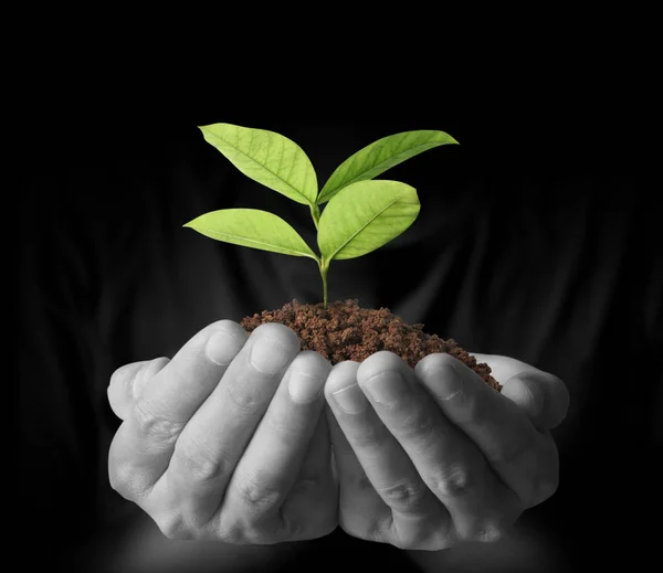 Concept of growing from plant in hand — Stock Photo, Image