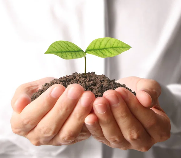 Concept of growing from plant in hand — Stock Photo, Image