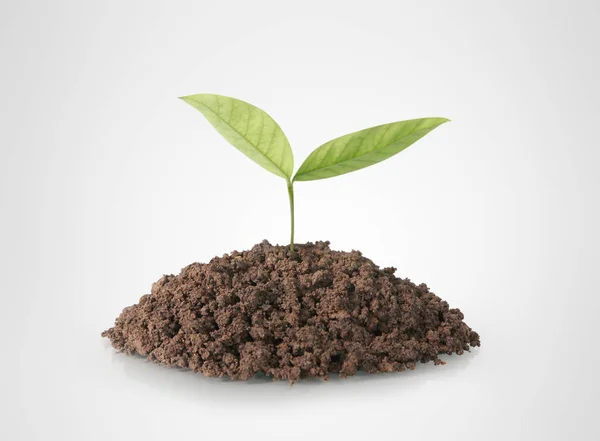 Groene plant boom groeien — Stockfoto