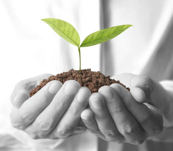 Concept of growing from plant in hand — Stock Photo, Image