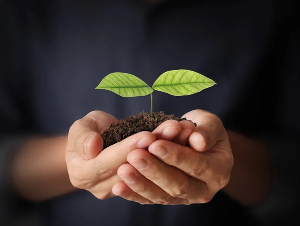 Concept of growing from plant in hand — Stock Photo, Image