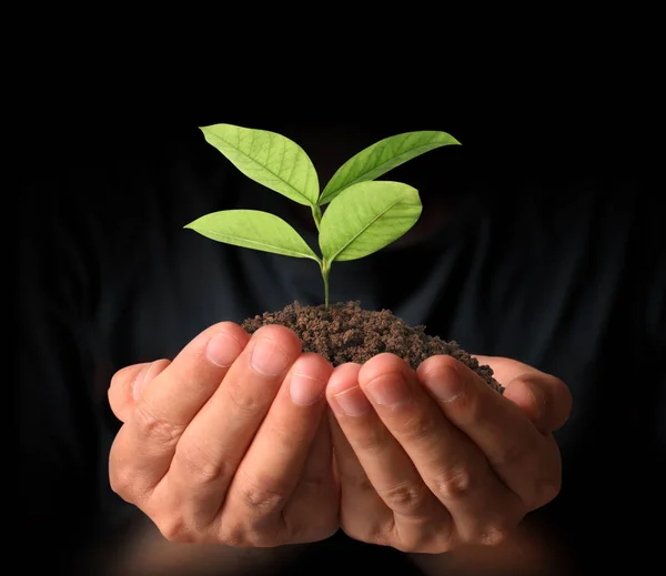 Concept van het kweken van planten in de hand — Stockfoto