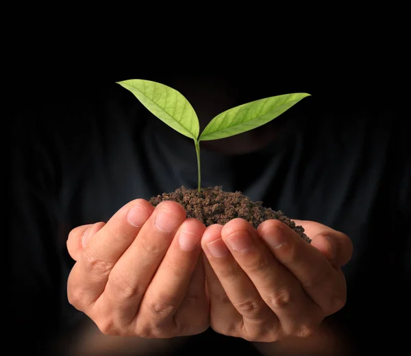 Concept of growing from plant in hand — Stock Photo, Image