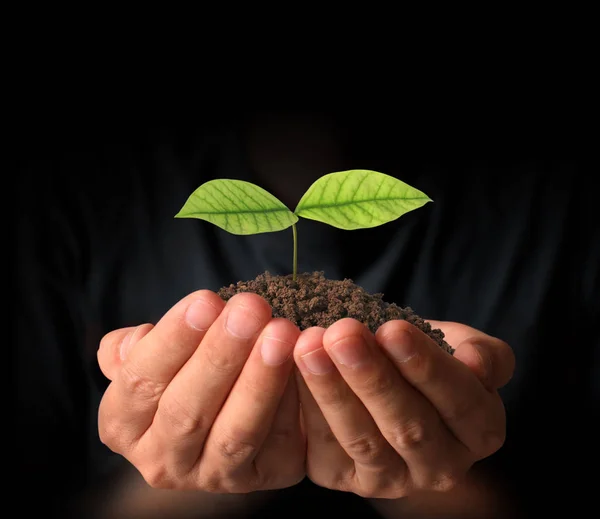 Concept van het kweken van planten in de hand — Stockfoto