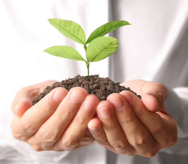 Concept of growing from plant in hand Royalty Free Stock Photos