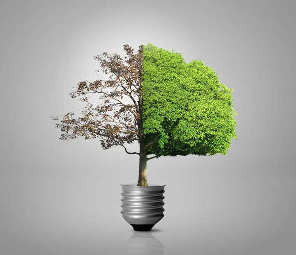 Lâmpada de poupança de energia — Fotografia de Stock
