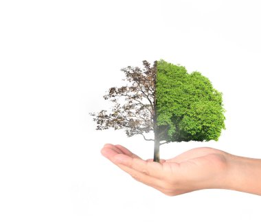 ağaç holding insan eller Filiz