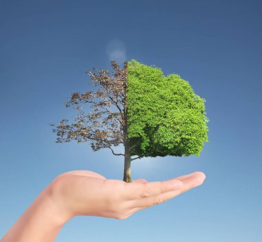 ağaç holding insan eller Filiz