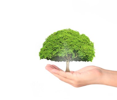 ağaç holding insan eller Filiz