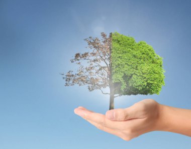 ağaç holding insan eller Filiz