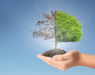 ağaç holding insan eller Filiz