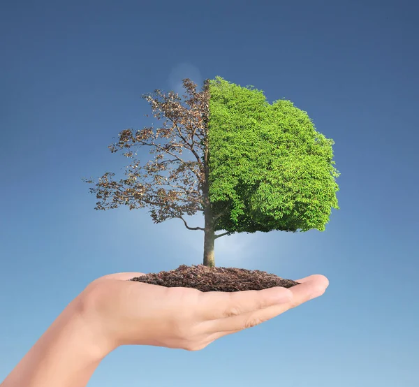 Mänskliga händer hålla trädet sprout — Stockfoto
