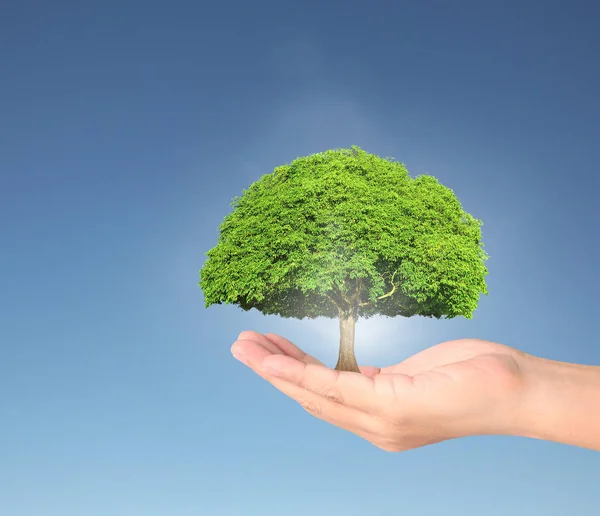 ağaç holding insan eller Filiz