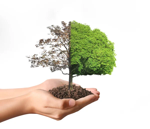 Human hands holding tree sprout — Stock Photo, Image