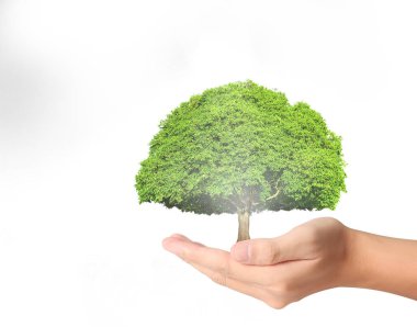 ağaç holding insan eller Filiz