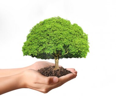 ağaç holding insan eller Filiz