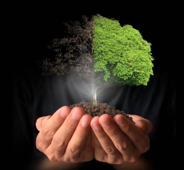 ağaç holding insan eller Filiz