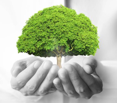 ağaç holding insan eller Filiz