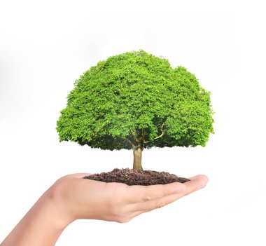 ağaç holding insan eller Filiz