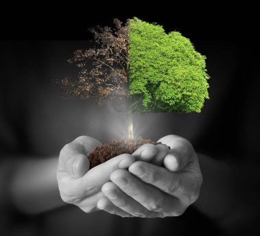 ağaç holding insan eller Filiz