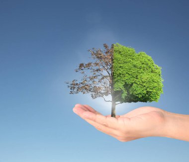 ağaç holding insan eller Filiz