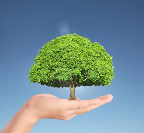 Mani umane che tengono il germoglio degli alberi — Foto Stock