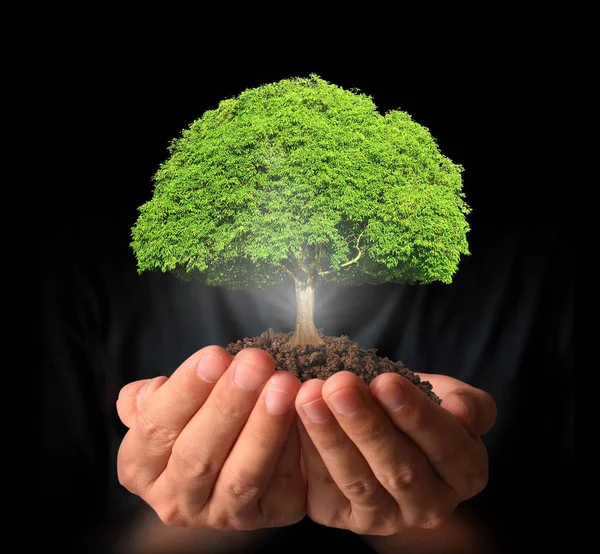 human hands holding tree sprout