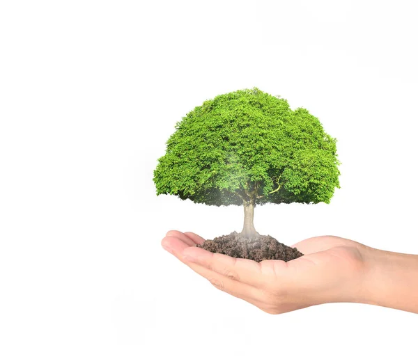 Human hands holding tree sprout — Stock Photo, Image