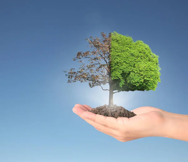 Human hands holding tree sprout — Stock Photo, Image