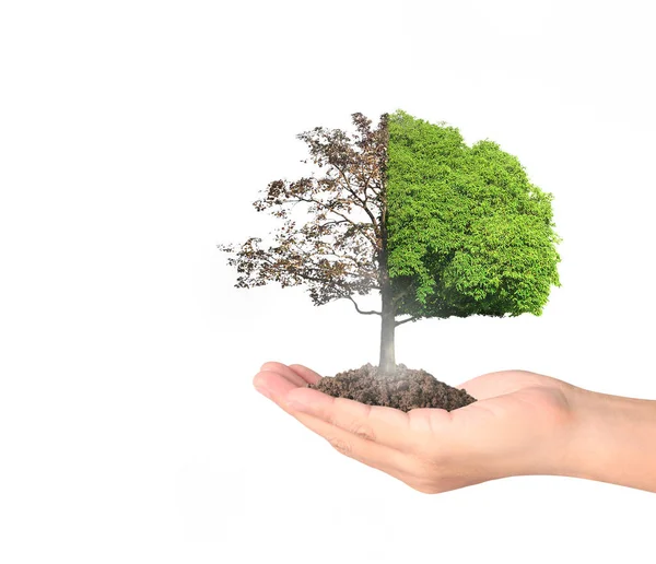 ağaç holding insan eller Filiz