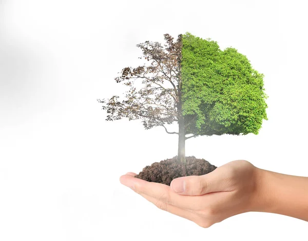 ağaç holding insan eller Filiz